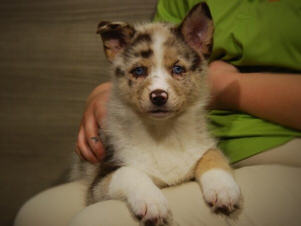 Pomsky DOG Female Red merle 17470 Petland Iowa City, Iowa