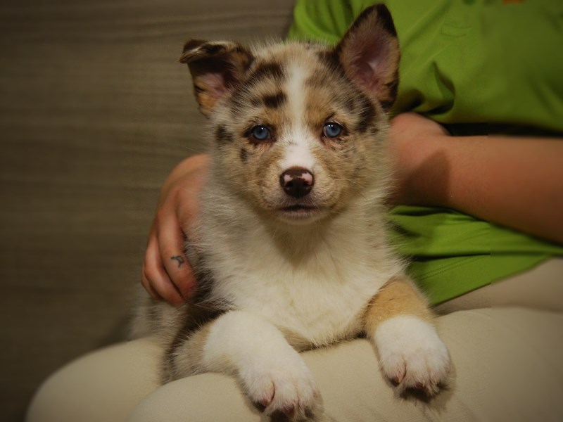 PomskyDOGFemaleRed merle3281824Petland Iowa City, Iowa