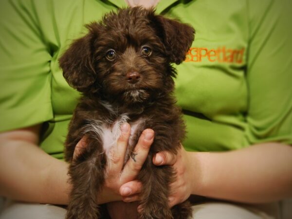 Mini Labradoodle DOG Female Choclate white Markings 17473 Petland Iowa City, Iowa