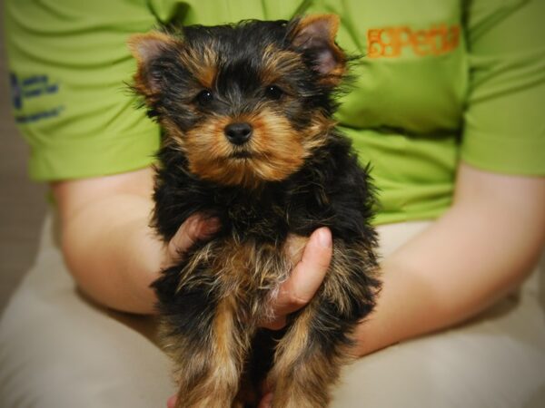 Yorkie-DOG-Male-Blk/Gld-17475-Petland Iowa City, Iowa