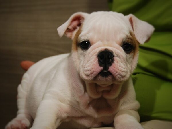 English Bulldog DOG Female Wht/Fwn 17476 Petland Iowa City, Iowa