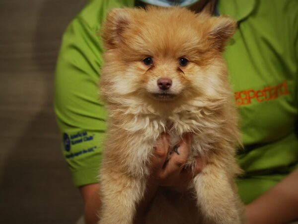 Pomeranian DOG Male Apricot 17477 Petland Iowa City, Iowa