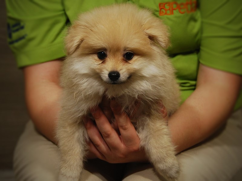 Pomeranian Dog Female Cream 17478