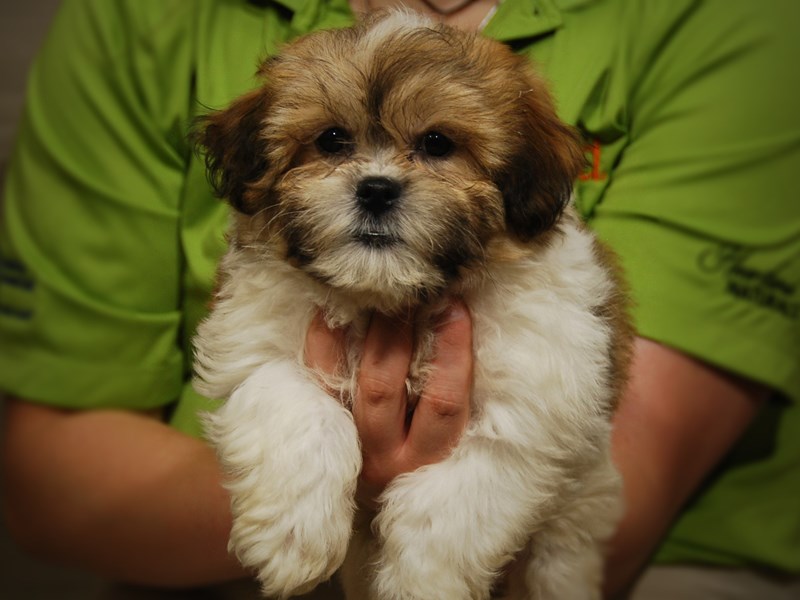 Teddy Bear Dog Female Brown / White 17460