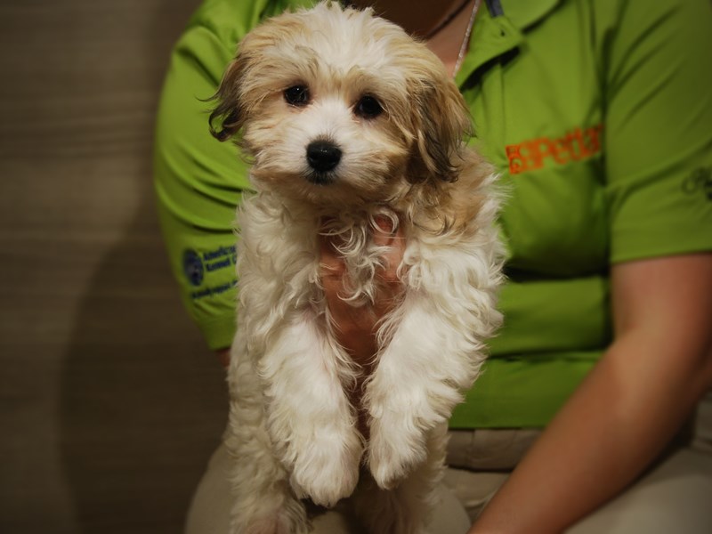 Havanese Dog Female 17479