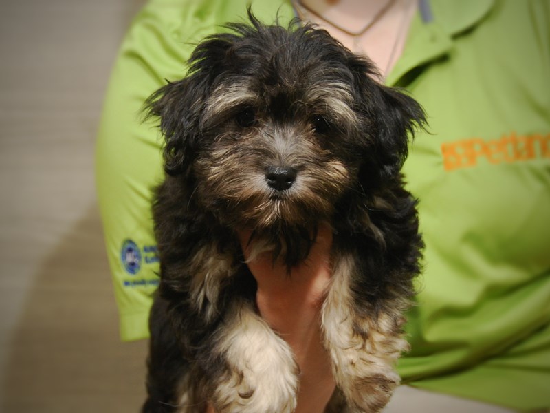 Havanese Dog Female 17480