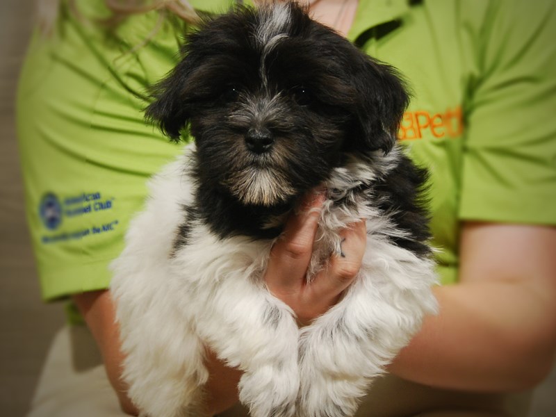 Havanese Dog Male 17481