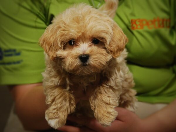 Maltipoo DOG Female Cream 17482 Petland Iowa City, Iowa