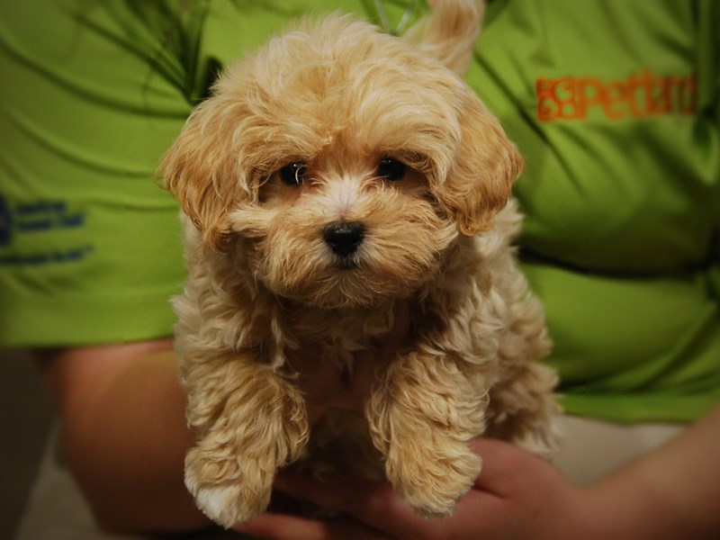 Maltipoo Dog Female Cream 17482