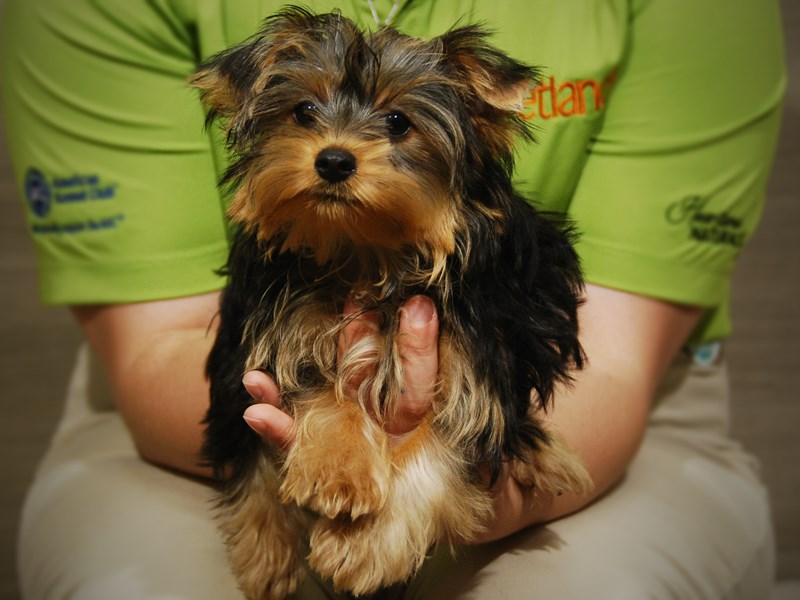 Yorkshire Terrier Dog Male bl & gold 17484