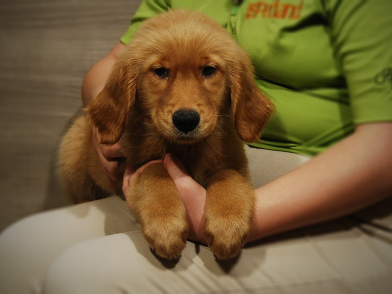 Golden Retriever Dog Female golden 17486