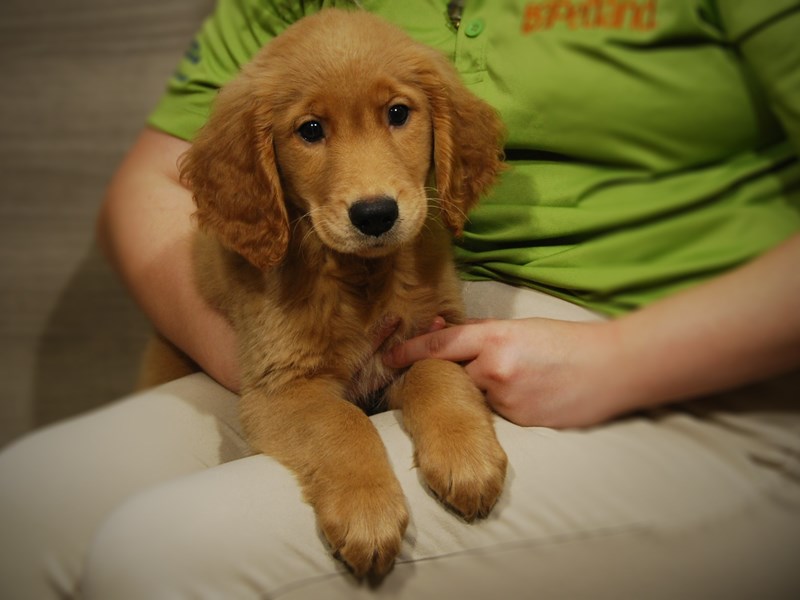 Golden Retriever Dog Male golden 17487