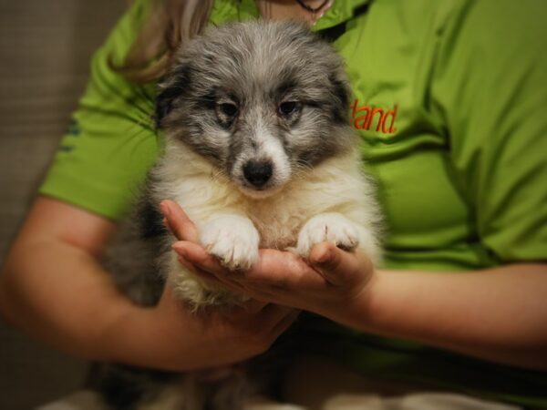 Shetland Sheepdog/Toy Poodle-DOG-Male-blue Merle-17488-Petland Iowa City, Iowa