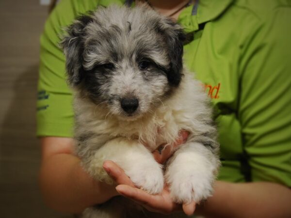 Shetland Sheepdog/Toy Poodle-DOG-Male-blue Merle-17489-Petland Iowa City, Iowa