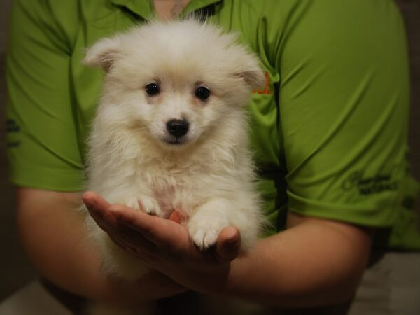 American Eskimo DOG Female White 17490 Petland Iowa City, Iowa