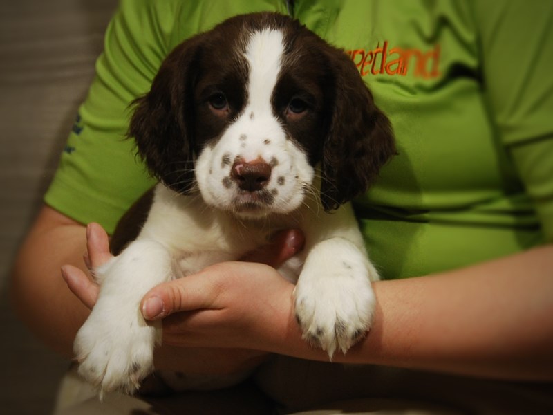 English Springer Spaniel Dog Male Liver / White 17491