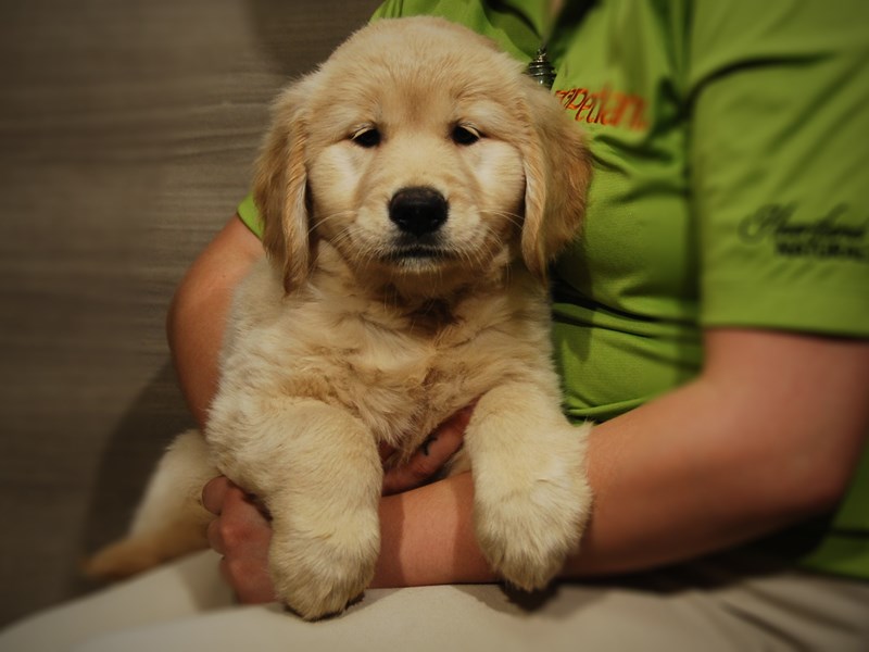 Golden Retriever Dog Female Cream 17492