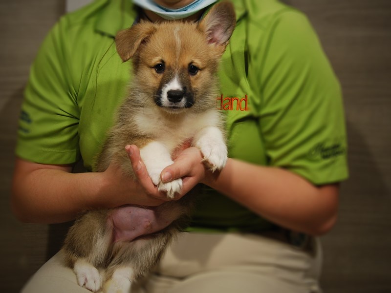 Pembroke Welsh Corgi Dog Male Sable / White 17493