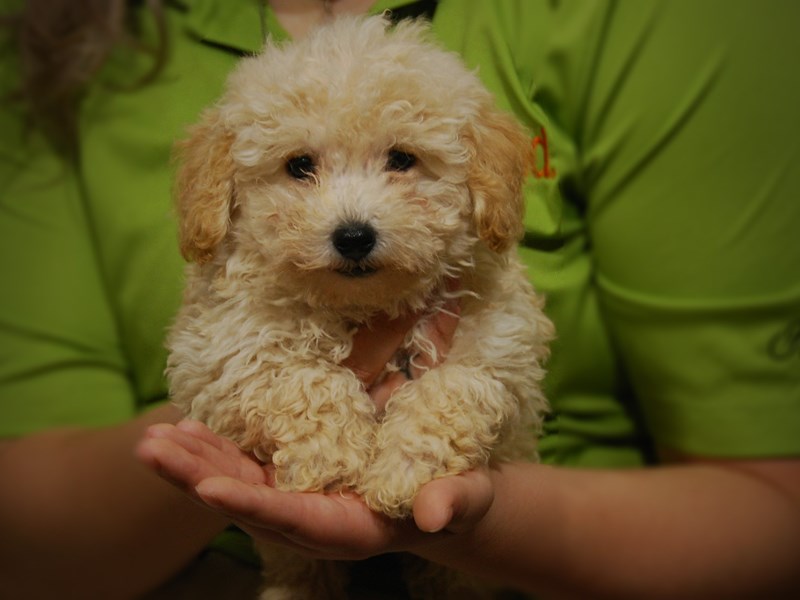Poodle Dog Female Apricot 17494