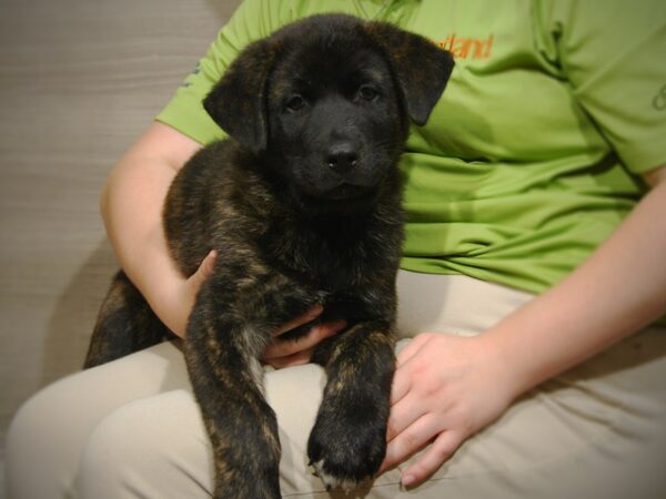 Labrador Retriever/Akita-DOG-Male-Black-17496-Petland Iowa City, Iowa