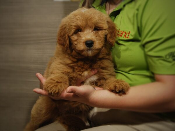 Goldendoodle Mini DOG Female Golden 17497 Petland Iowa City, Iowa