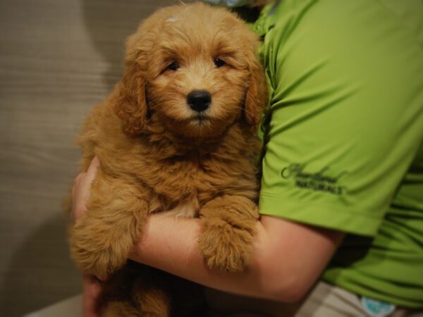 Goldendoodle Mini-DOG-Male-Red-17498-Petland Iowa City, Iowa