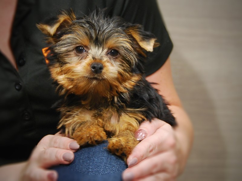 Yorkshire Terrier Dog Female bl & gold 17485