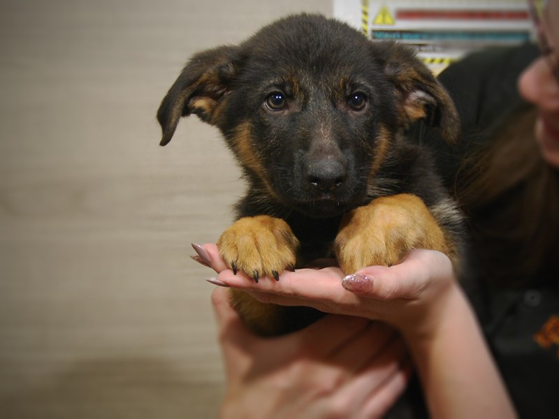 German Shepherd Dog Female black tan 17503