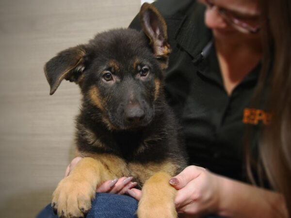 German Shepherd DOG Male black tan 17504 Petland Iowa City, Iowa