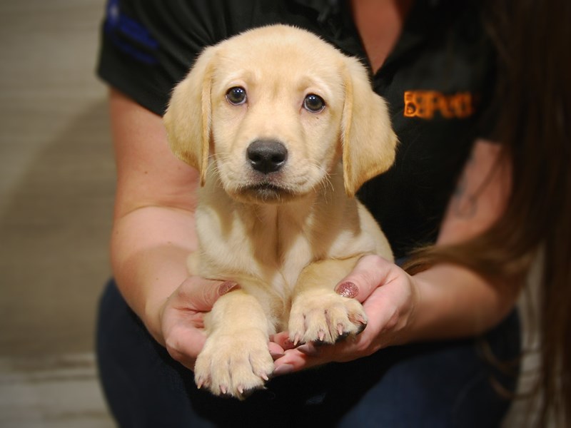 Labrador Retriever Dog Male yellow 17505