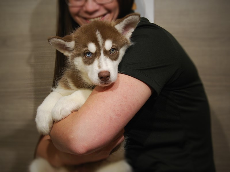 Siberian Husky Dog Male red white 17506