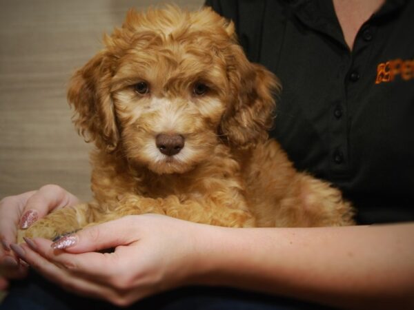 Mini Goldendoodle-DOG-Male-chocolate Merle-17507-Petland Iowa City, Iowa