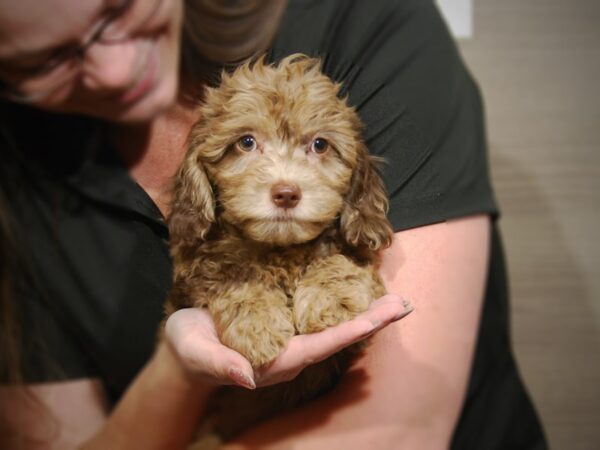 Miniature Goldendoodle DOG Female chocolate Merle 17508 Petland Iowa City, Iowa