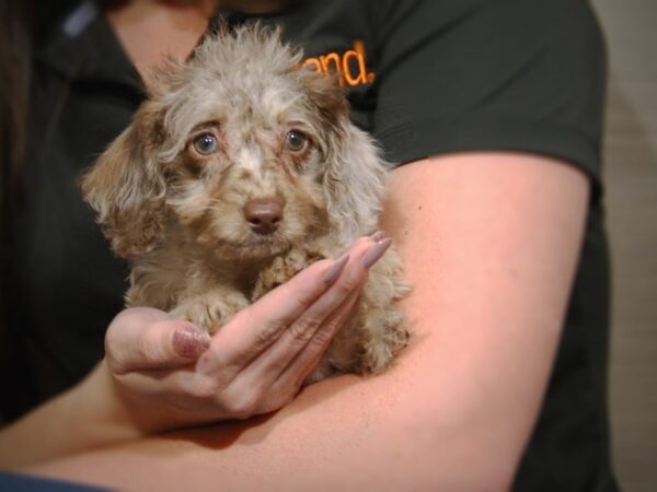 Mini Labradoodle DOG Female chocolate Merle 17509 Petland Iowa City, Iowa