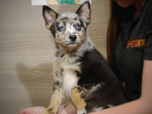 Pomsky DOG Female blue Merle 17510 Petland Iowa City, Iowa