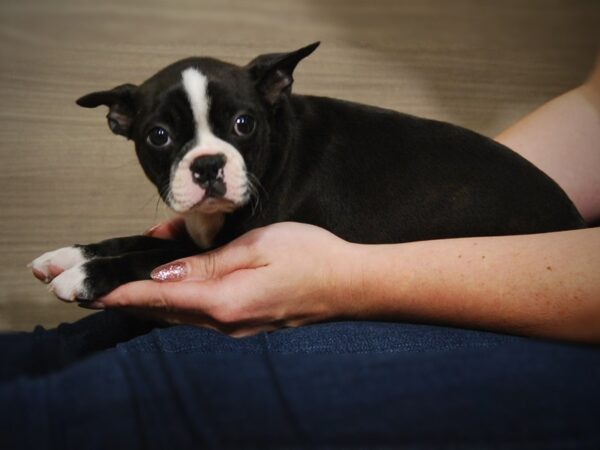 Boston Terrier DOG Female Black/White 17511 Petland Iowa City, Iowa