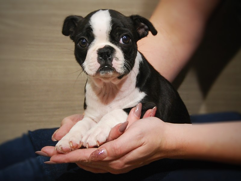 Boston Terrier Dog Female Black/White 17512