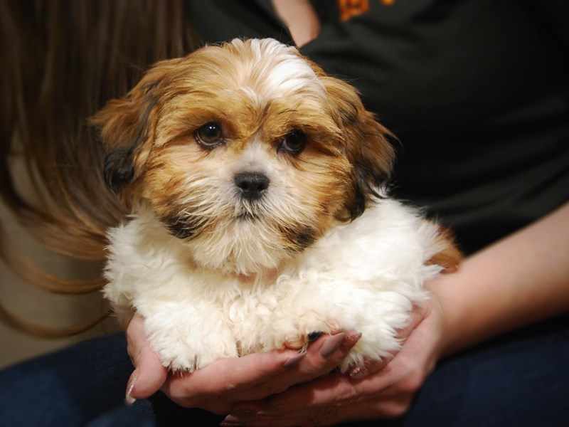 Shih Tzu Dog Female 17513