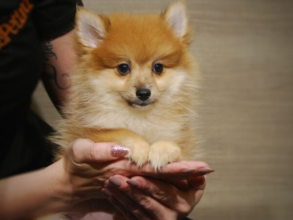 Pomeranian DOG Female 17516 Petland Iowa City, Iowa