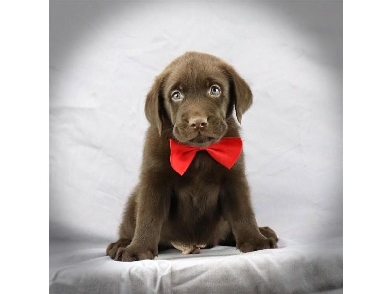 Labrador Retriever Dog Male Choclate 17522