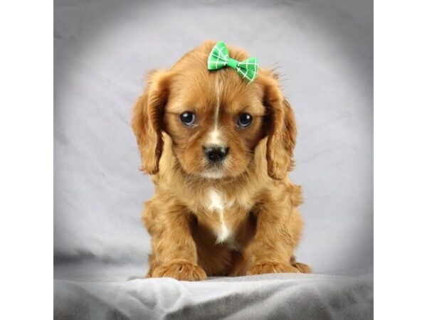 Cavalier King Charles Spaniel DOG Female Ruby 17517 Petland Iowa City, Iowa