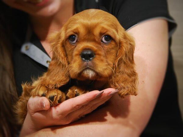 Cavalier King Charles Spaniel DOG Male Ruby 17518 Petland Iowa City, Iowa