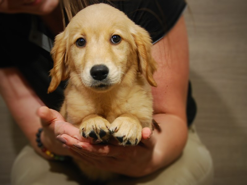 Golden Retriever Dog Female golden 17519