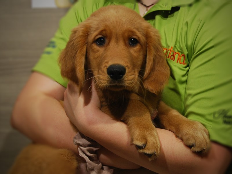 Golden Retriever Dog Male golden 17520