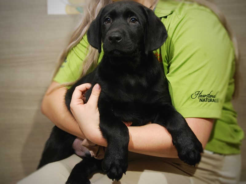 Labrador Retriever Dog Male black 17521