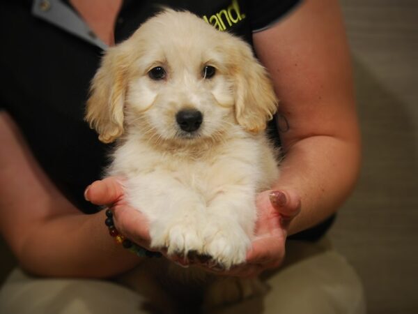 Mini Goldendoodle-DOG-Female-cream-17523-Petland Iowa City, Iowa