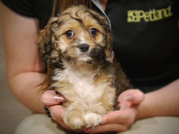 Cavapoo DOG Male Sable Merle 17524 Petland Iowa City, Iowa