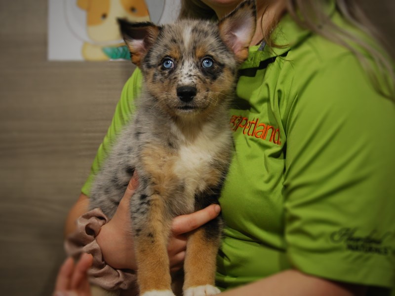 Pomsky Dog Female blue Merle 17526