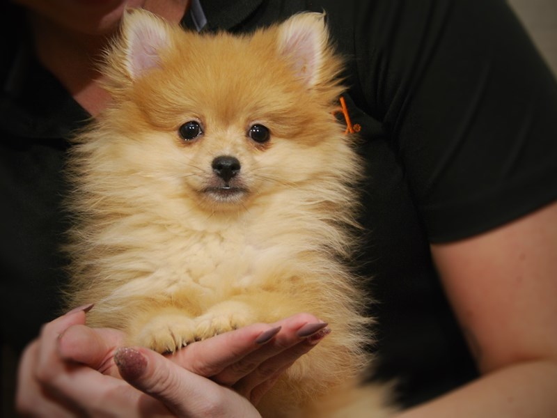 Pomeranian Dog Female 17515