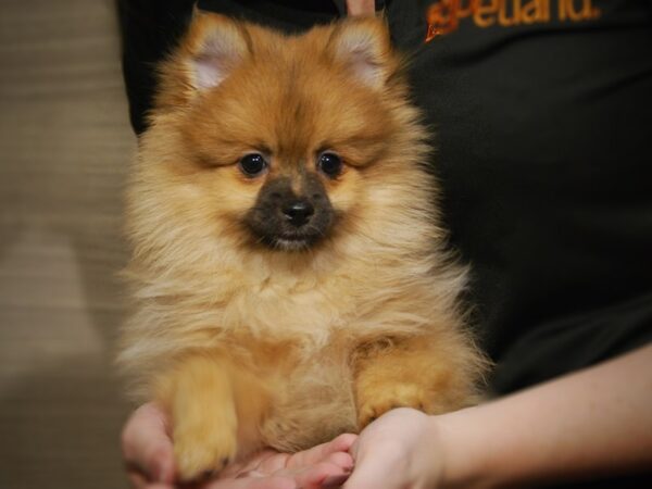 Pomeranian DOG Female 17514 Petland Iowa City, Iowa